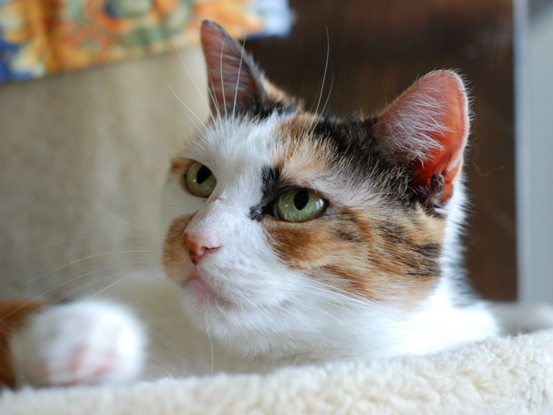 DSC_1337.JPG