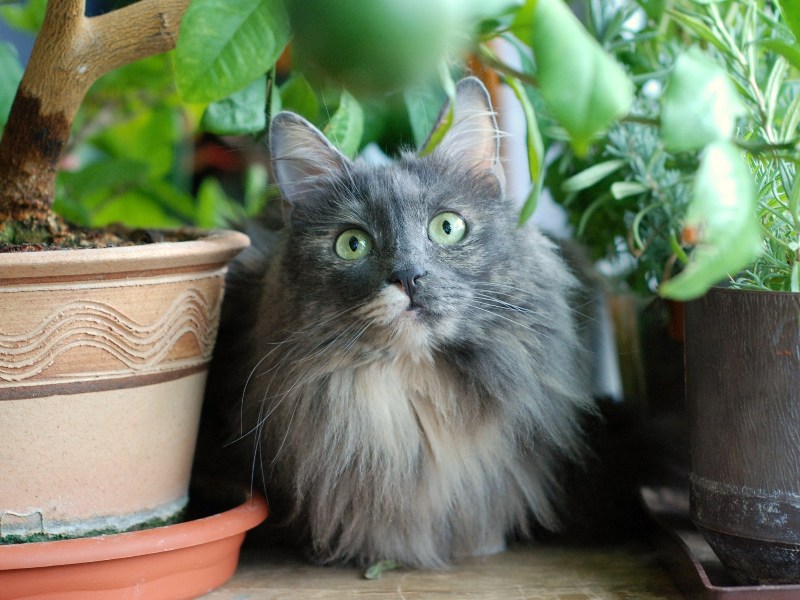DSC_1234.JPG