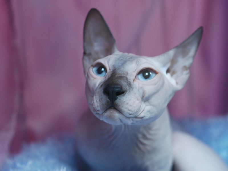 Sphynx 