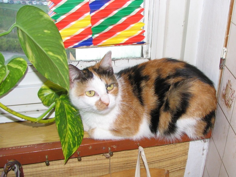 Liduška