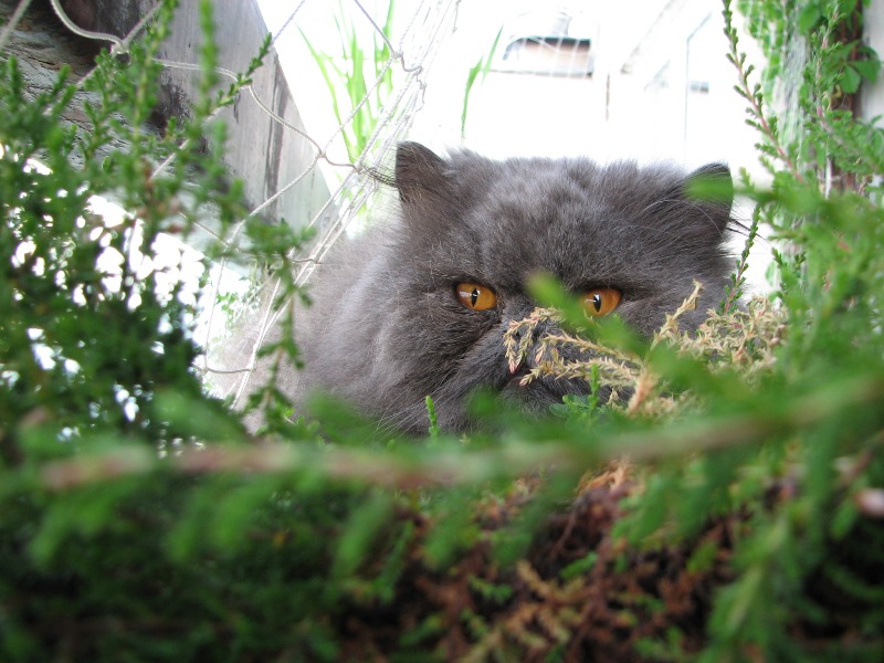 3.20070527_4197.JPG
