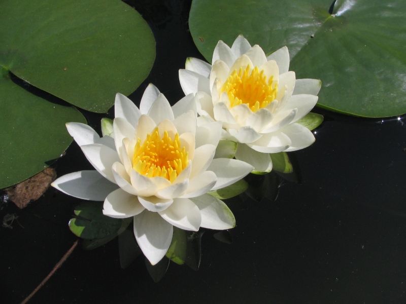28.5.2005, botanická zahrada