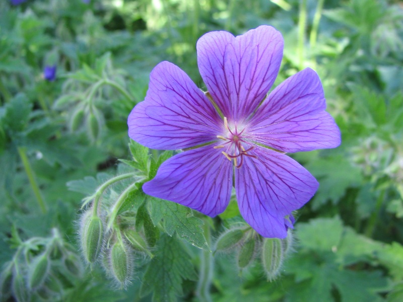 28.5.2005, bot. zahrada