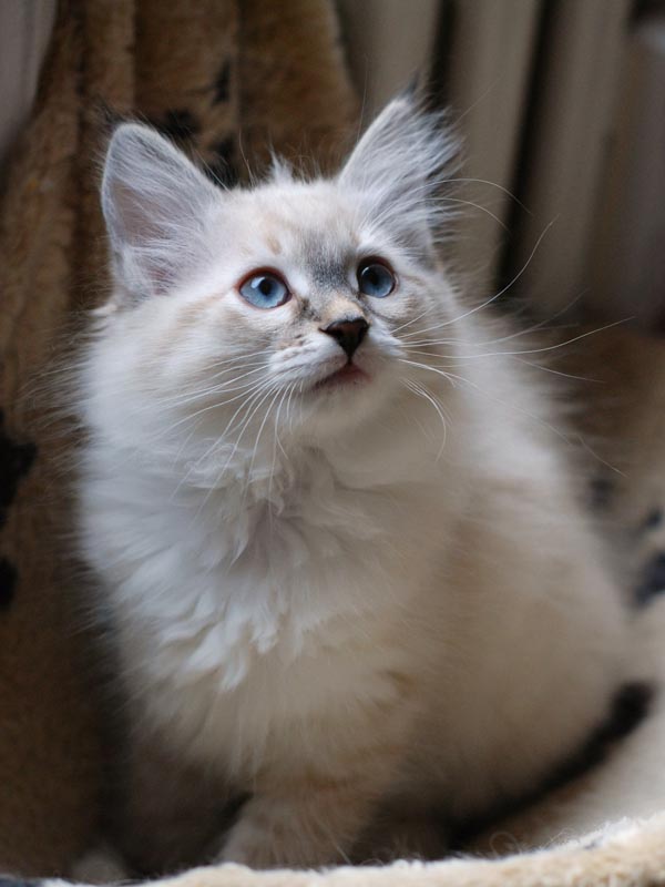 Mia2