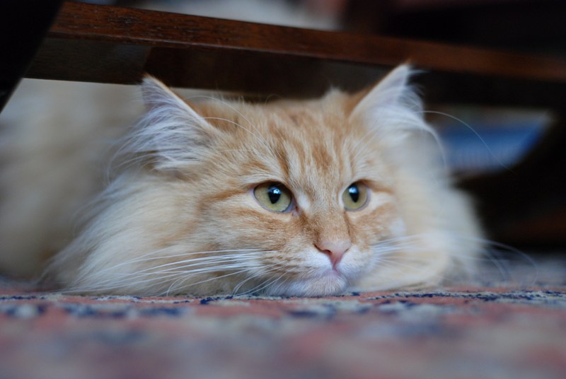 DSC_0780.JPG