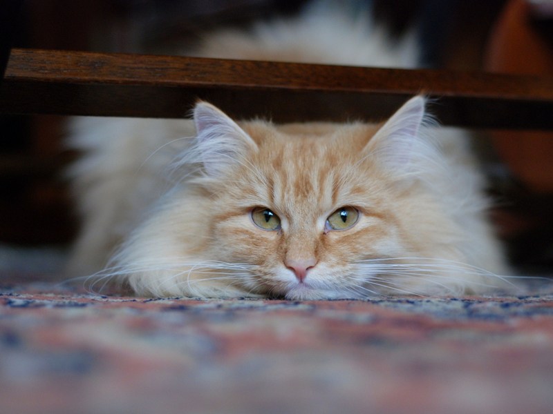 DSC_0779.JPG