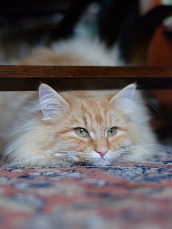 DSC_0778.JPG