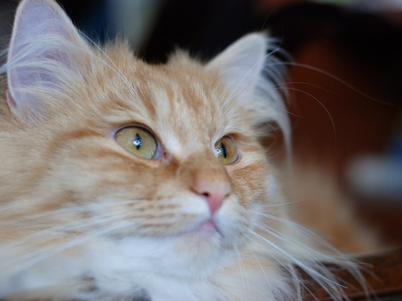 DSC_0769.JPG