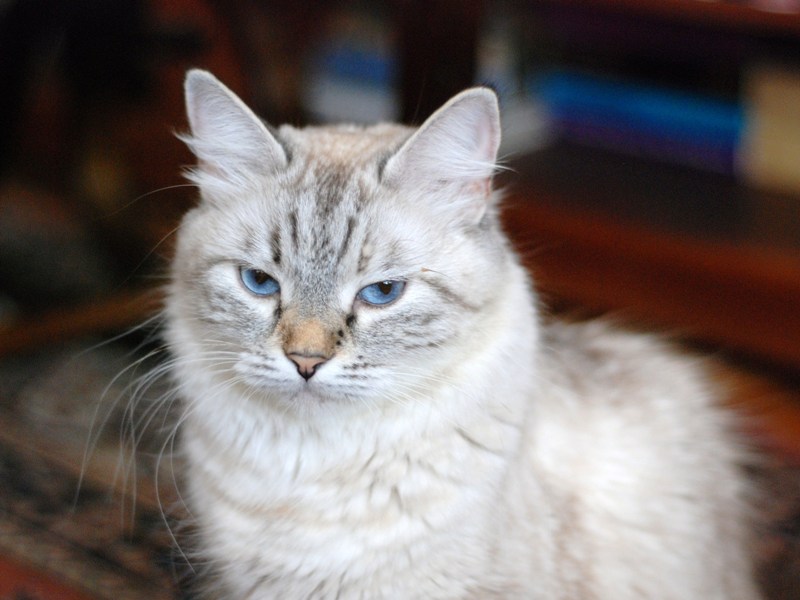 DSC_0731.JPG