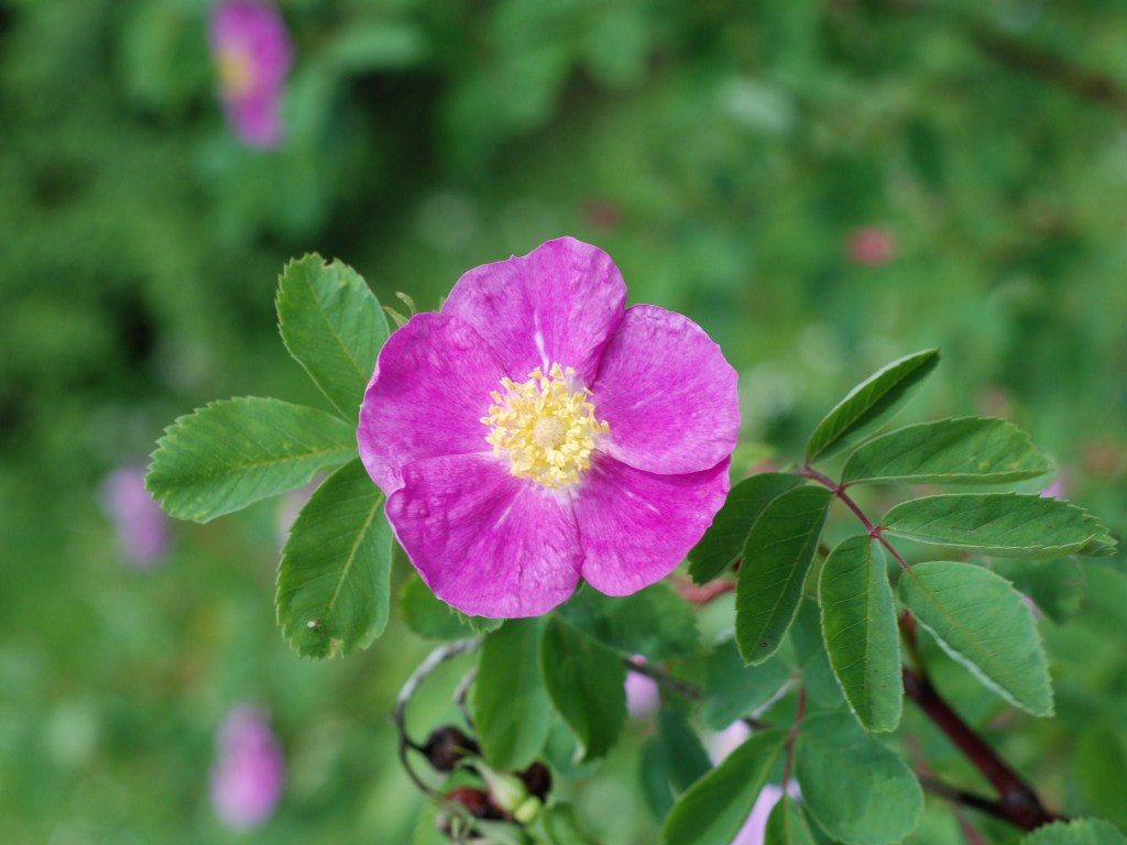 xDSC_0157.jpg